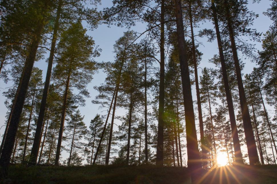 Free Image of Tall trees in a forest with sun peeking through branches. 
