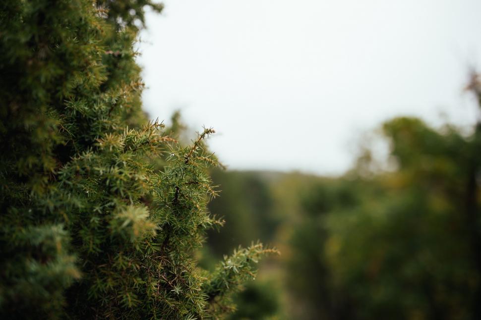 Free Image of Close-up of green bushes under a slightly overcast sky 