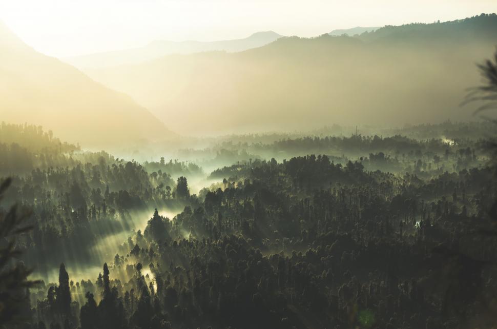 Free Image of Sunrise mist over dense forest in a mountainous region 