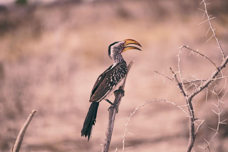 Free Image of A hornbill perched on a tree branch in a dry habitat. 