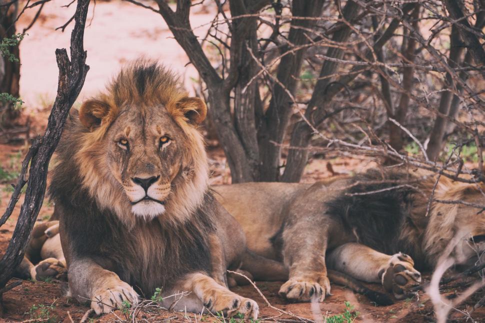 Free Stock Photo of Two lions resting under trees in a dry landscape ...