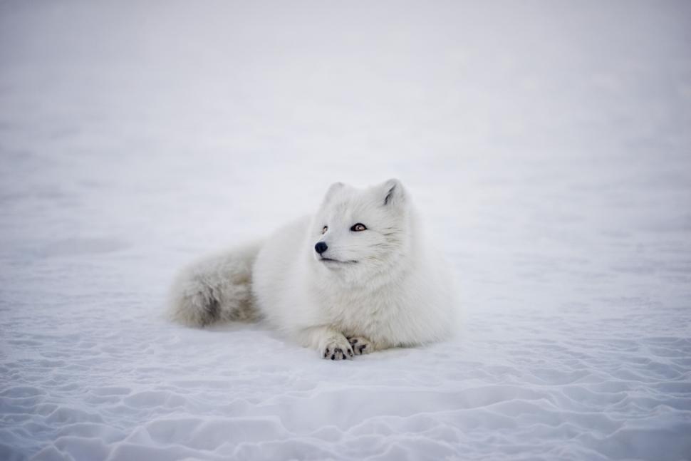 Free Image of A white arctic fox resting on snow in a serene pose. 