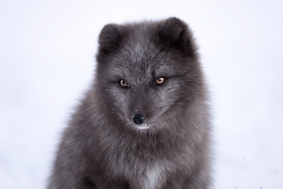 Free Image of Furry dark animal sitting on snow with snowy background 