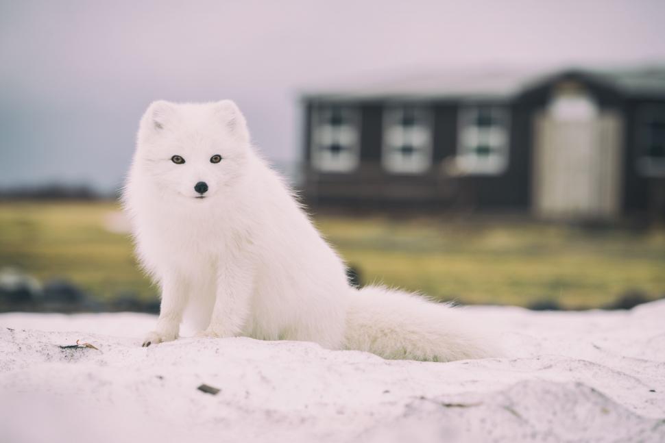 Free Image of White Arctic fox sitting on snowy ground near building 