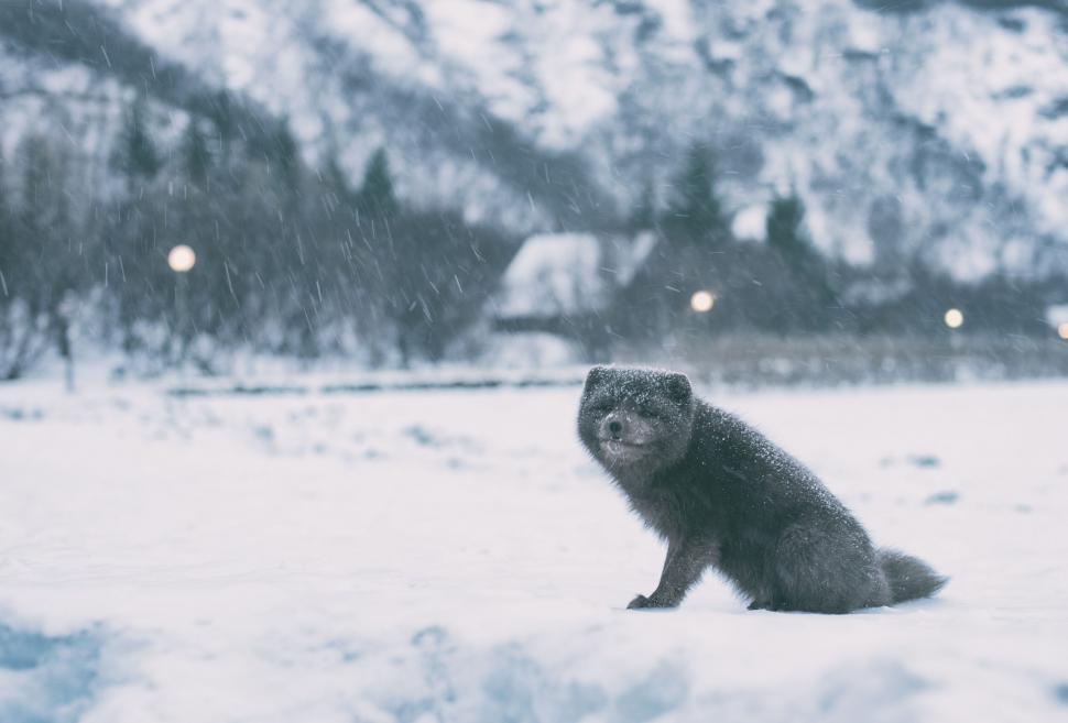 Free Image of Dark animal sitting on snow in a mountain setting 