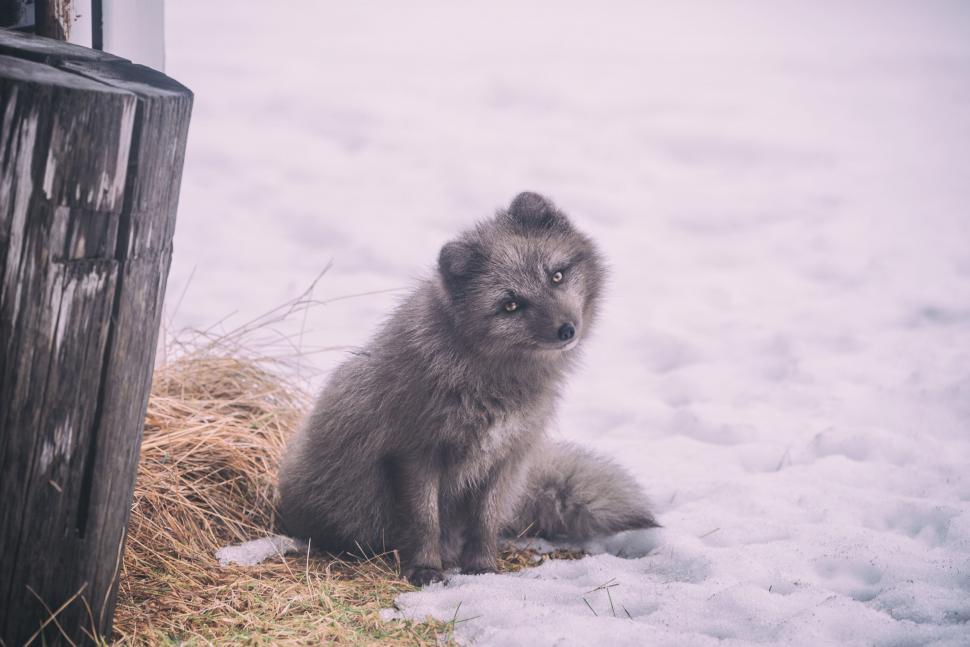 Free Image of Cute Arctic fox looking curious with snow background. 