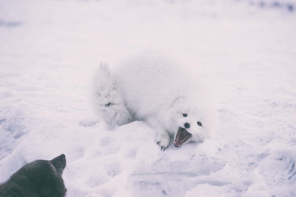 Free Image of White Arctic fox yawns playfully on snowy ground 