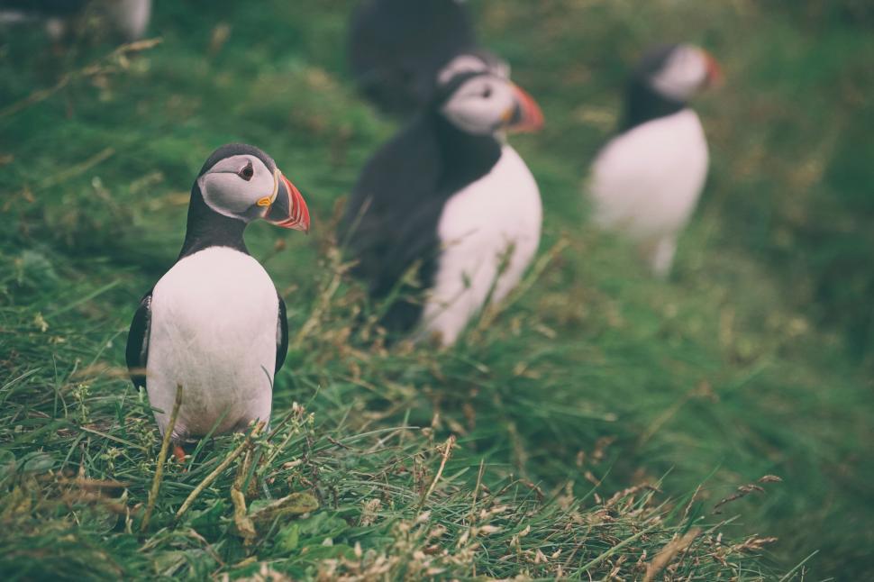 Free Image of Three Atlantic puffins stand on green grass hillside. 