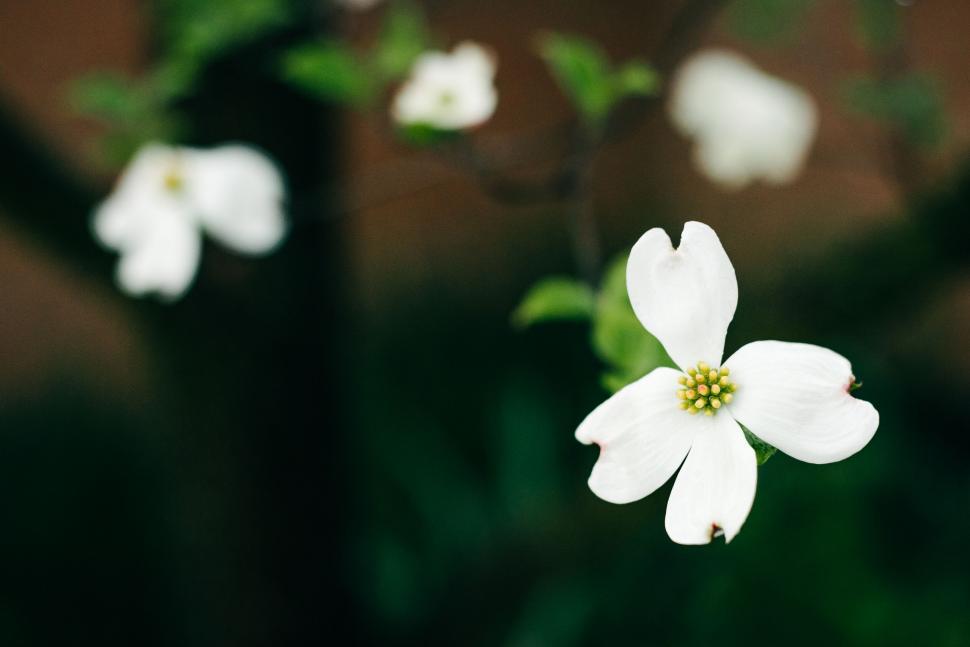 Free Image of White flower in focus with a soft blurred background 