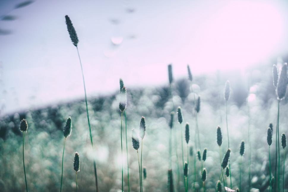 Free Image of Soft focus close-up of grass spikes with sun and blur. 