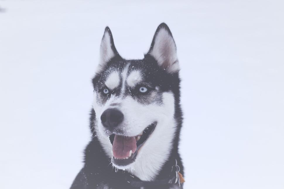 Free Image of Happy husky dog with snowy background, close-up shot 