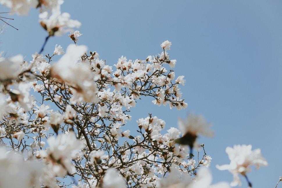 Free Image of Beautiful white blossoms against a clear blue sky 