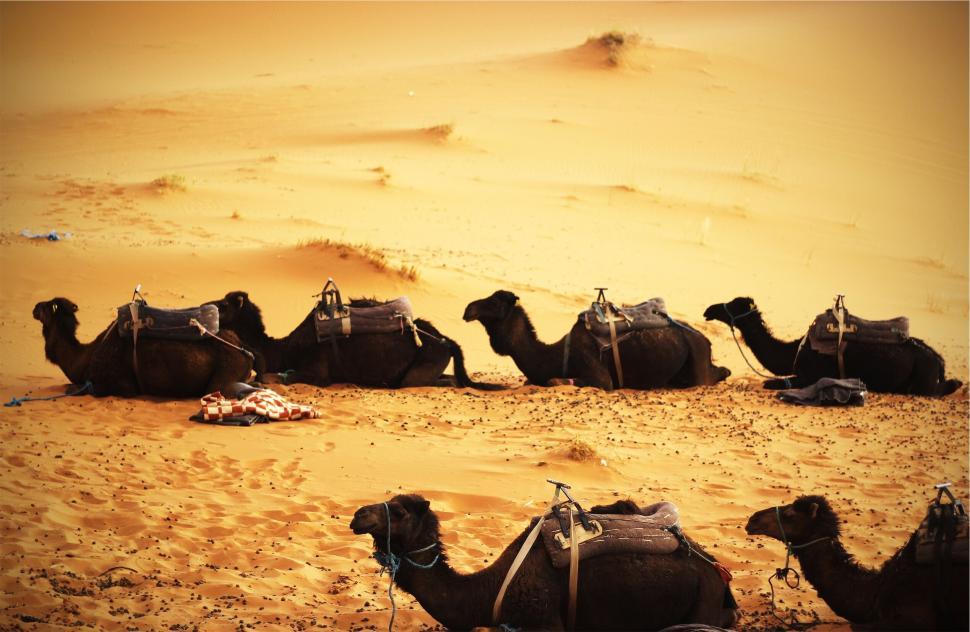 Free Image of Resting camels lying in the desert sand under the sun. 
