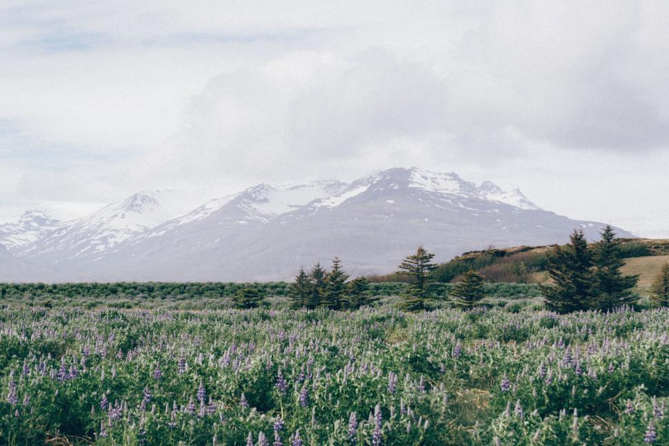 Free Image of Snowy mountain range with green field and Lupine flowers. 