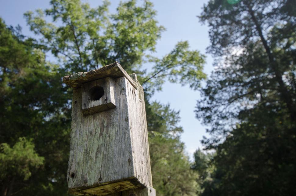 Free Image of Wooden birdhouse perched in lush green forest trees 