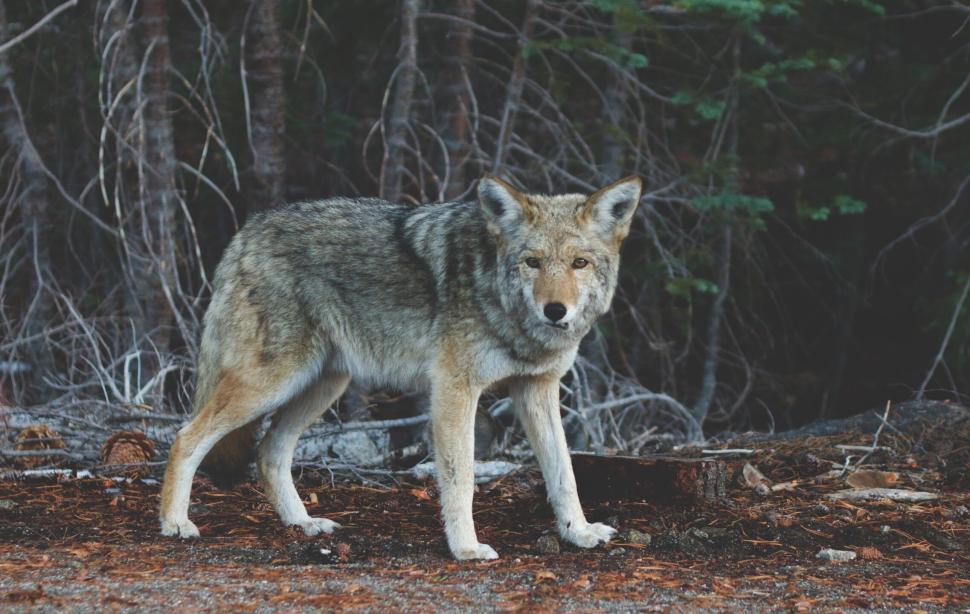 Free Image of Wolf standing in the forest, surrounded by dense foliage 