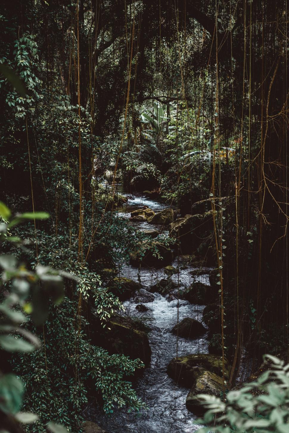 Free Image of Serene forest stream flowing through lush greenery and vegetation 