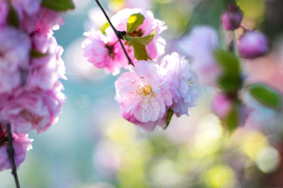 Free Image of Close-up of beautiful pink cherry blossoms in spring sunlight. 