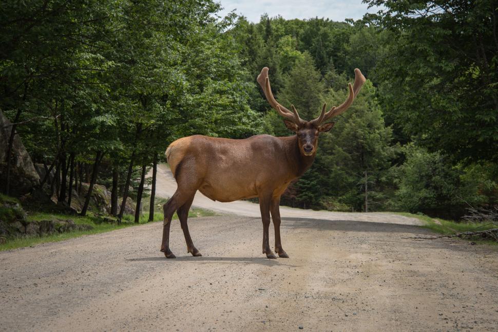 Free Image of Majestic elk standing on dirt road amidst lush green forest landscape 