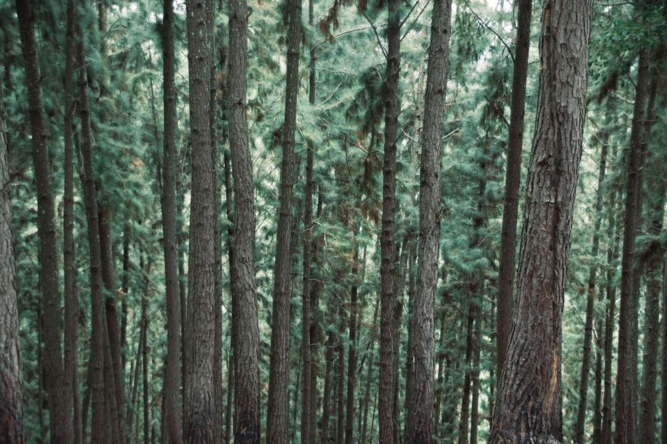 Free Image of Dense evergreen forest with tall trees and lush green foliage 