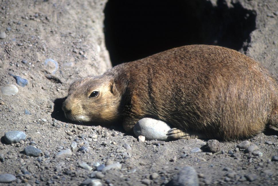 Free Image of Prairie dog resting 