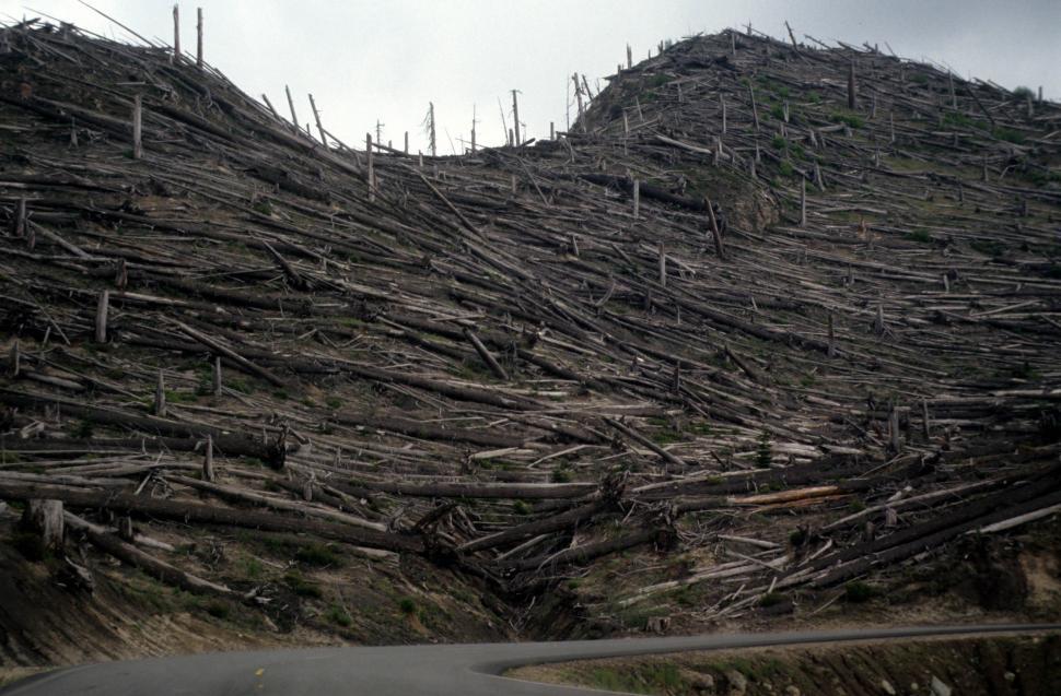 Free Stock Photo of Fallen trees | Download Free Images and Free ...