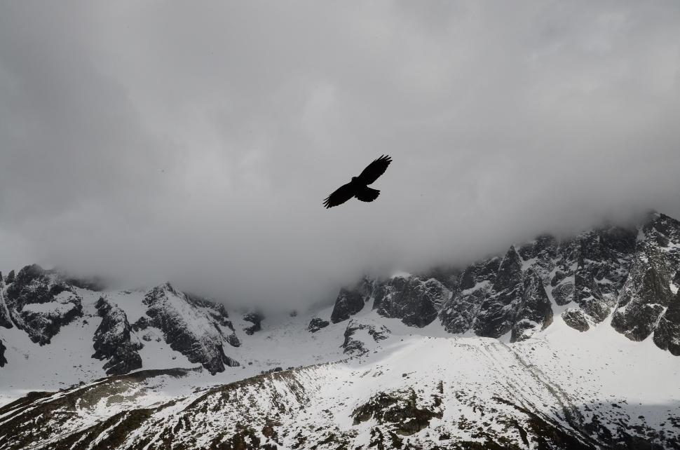 Free Image of Eagle soaring over snowy mountains beneath dramatic cloudy sky 