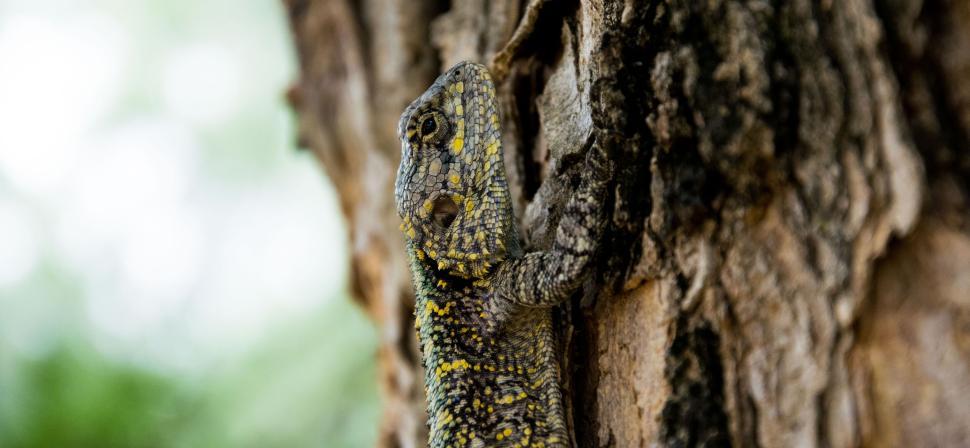 Free Image of A well-camouflaged lizard clings to the textured bark of a tree 