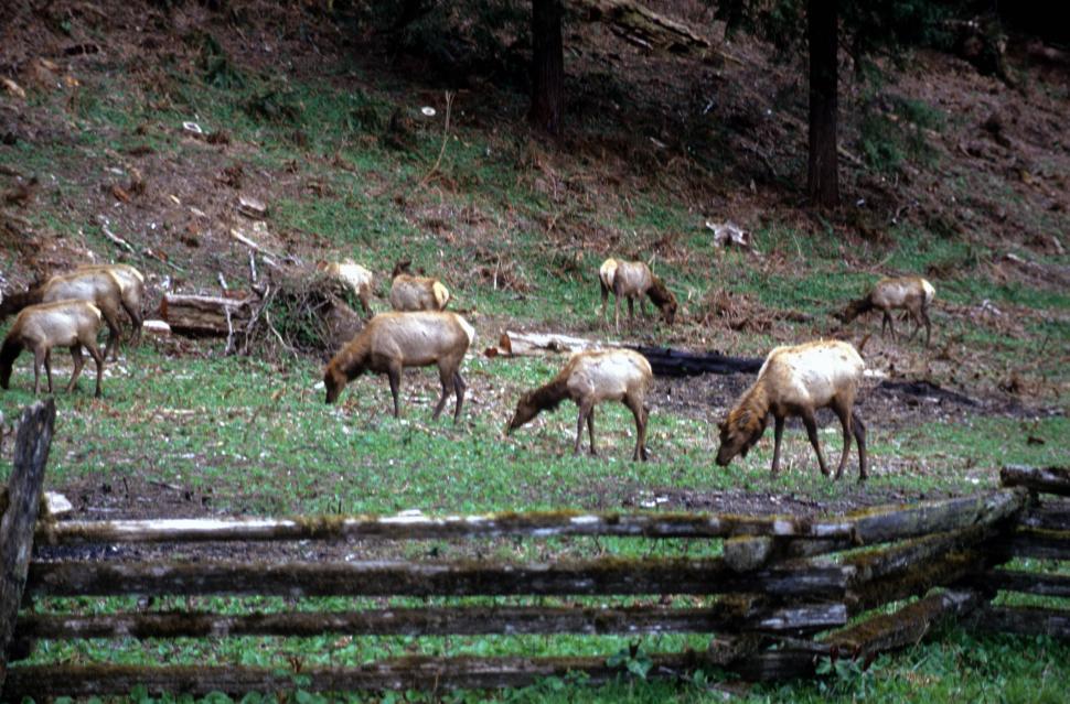 Free Stock Photo of Elk herd | Download Free Images and Free Illustrations