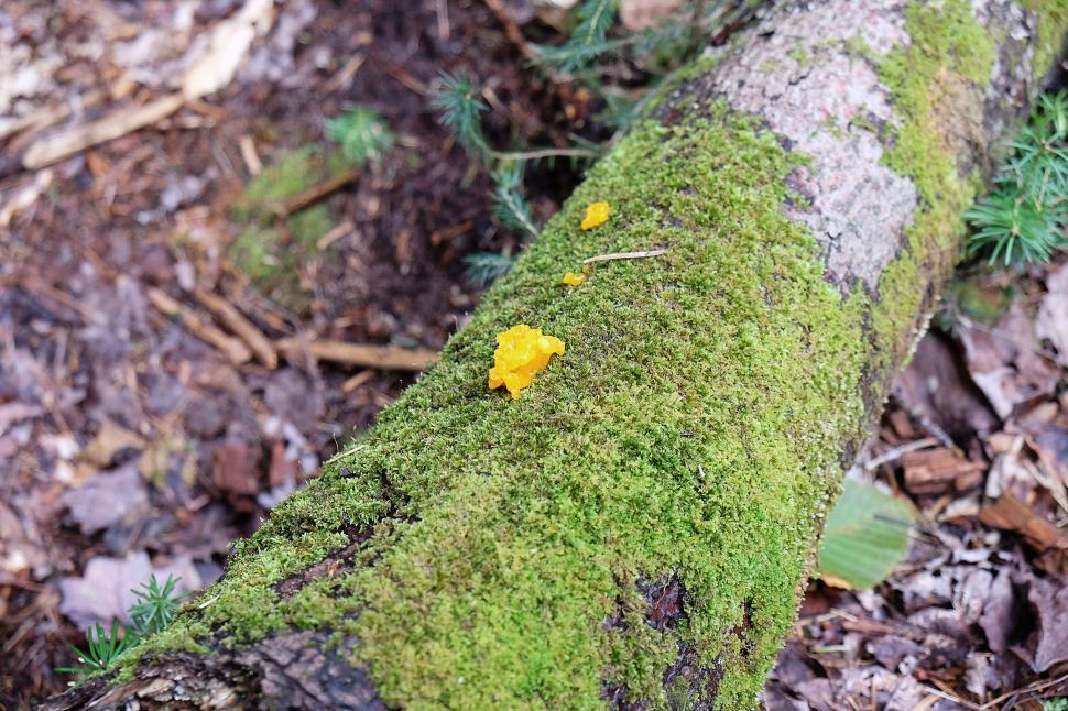 Free Image of A scene with a moss-covered log in the forest, featuring orange fungi. 