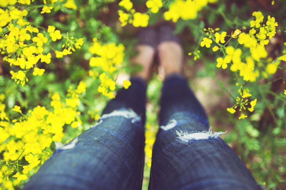 Free Image of Person standing in a field of yellow flowers with ripped jeans 