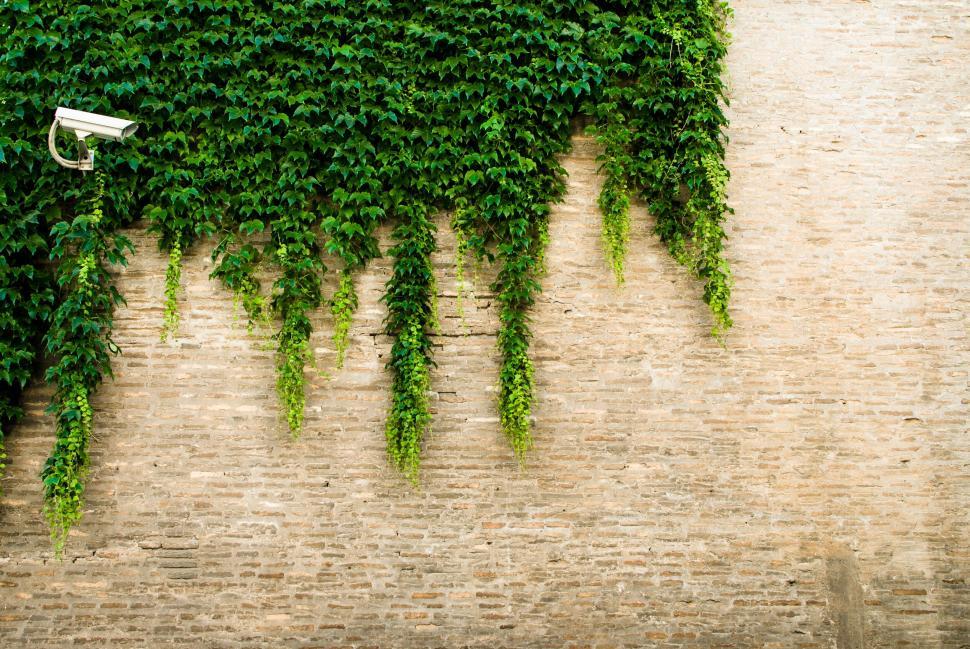Free Image of Surveillance camera watches ivy-covered wall creating green contrast 