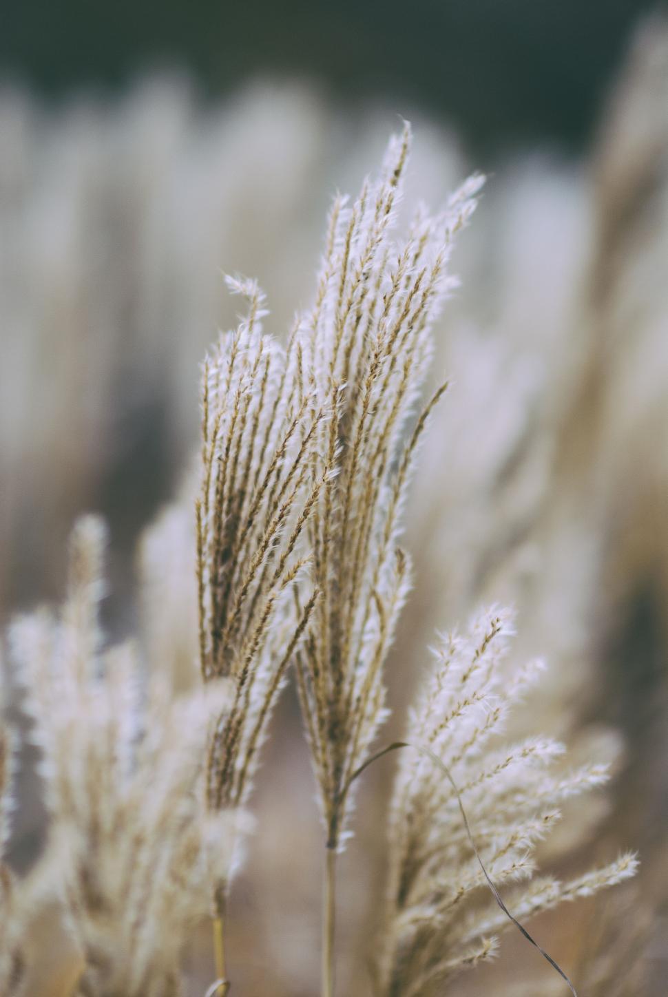 Free Image of Close-up of pale brown wheat plants swaying in the wind outdoors. 
