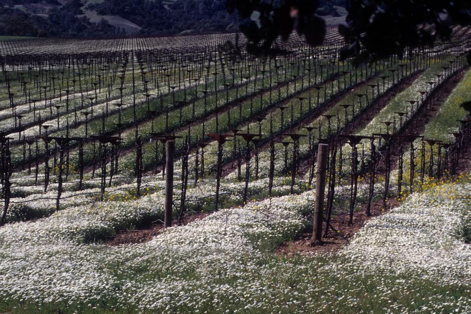 Free Image of Vineyard 