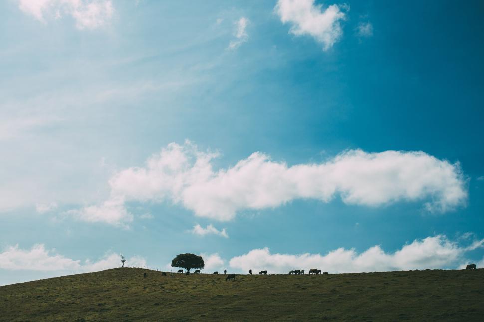Free Image of Cows grazing on a grassy hill under a blue sky with fluffy clouds 