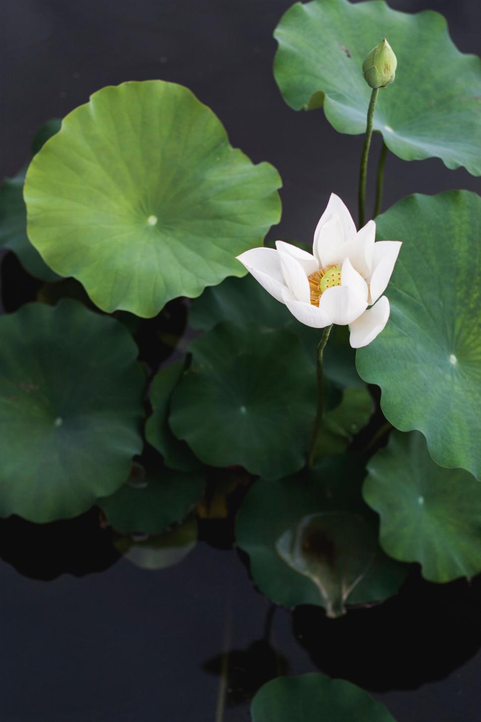 Free Image of White lotus flower blooming amidst green leaves in a dark pond. 