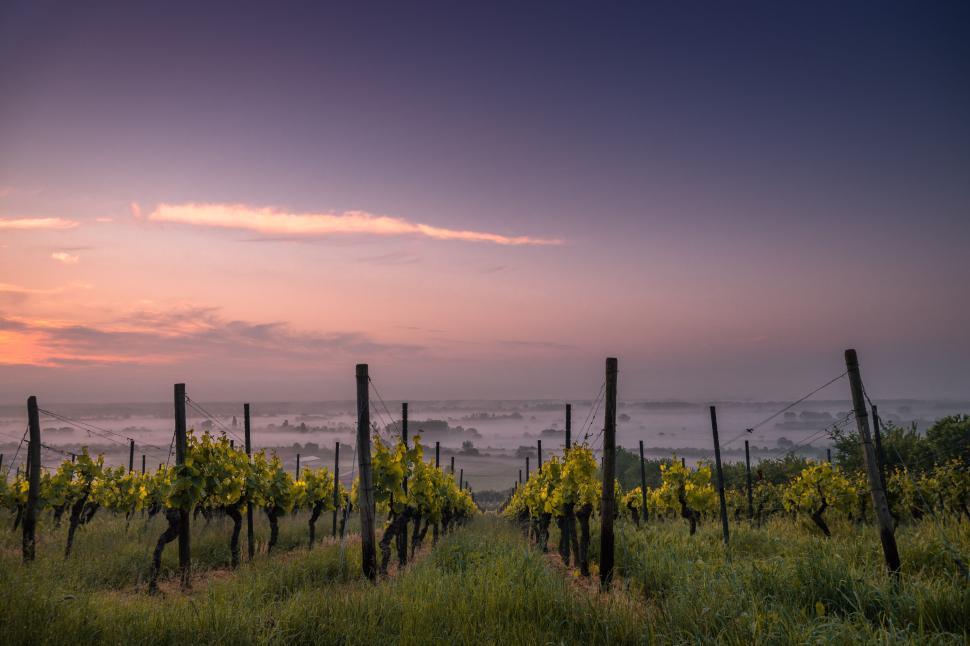 Free Image of Morning mist over green vineyard under vibrant sunrise sky. 