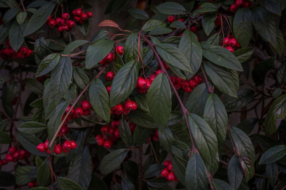 Free Image of Close-up of red berries and green leaves against a dark background. 