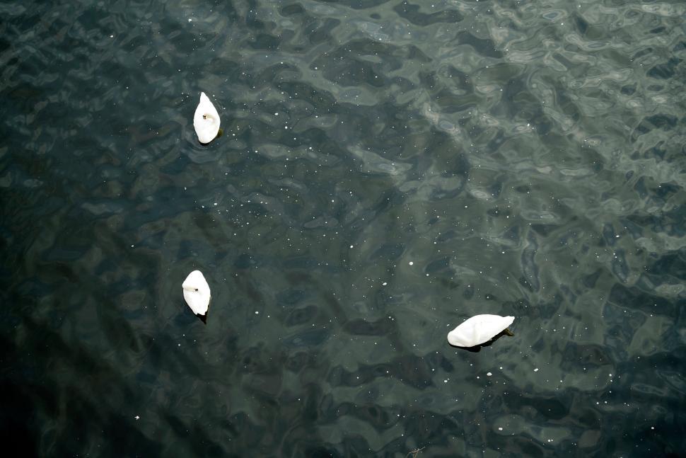 Free Image of Three white swans floating in tranquil dark water, aerial view 