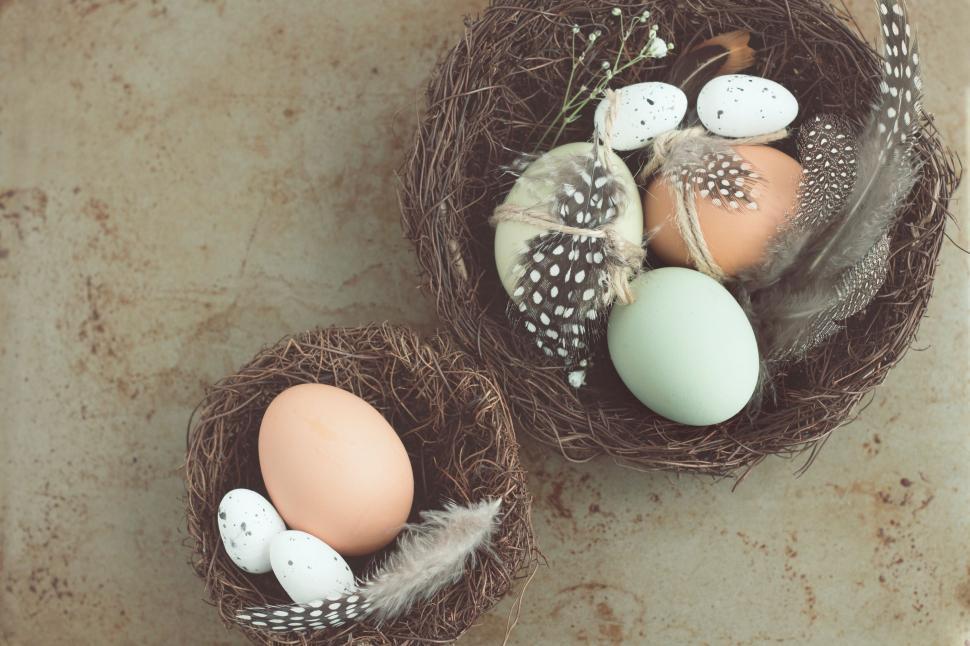 Free Image of Two bird nests with colorful eggs and feathers on wooden surface 