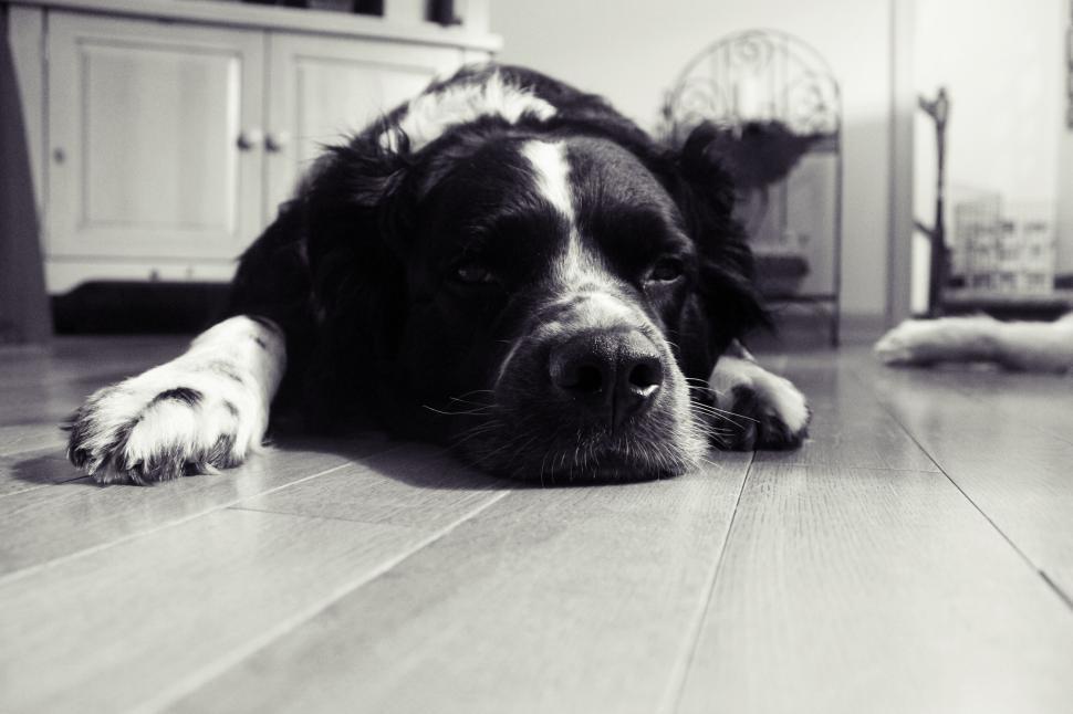 Free Image of Black and white photo of a dog lying down, showing a relaxed mood 