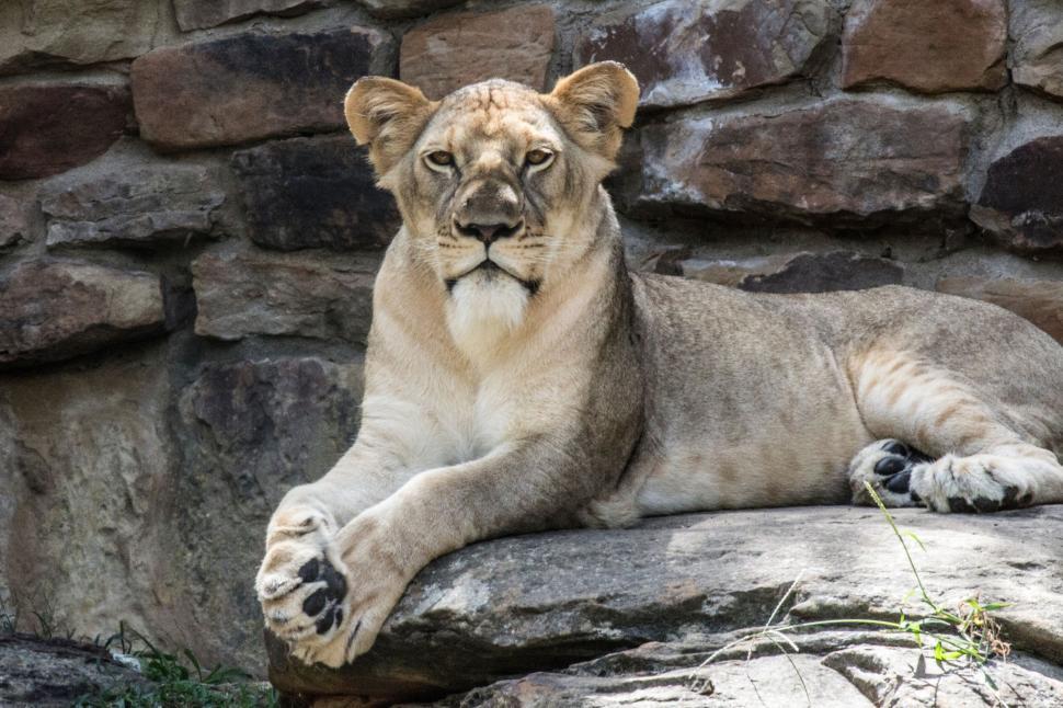 Free Stock Photo of Lioness lying on rock with a serene expression and ...