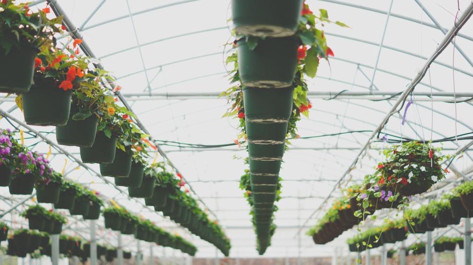 Free Image of Greenhouse full of vibrant hanging plants during the day. 