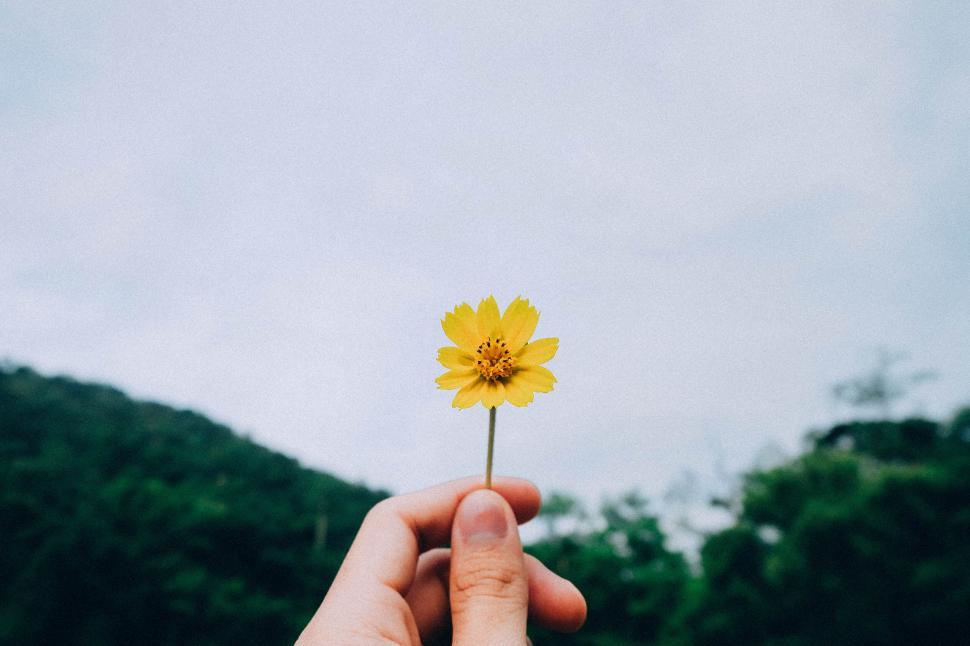 Free Image of Hand holding a vibrant yellow flower against a natural background 