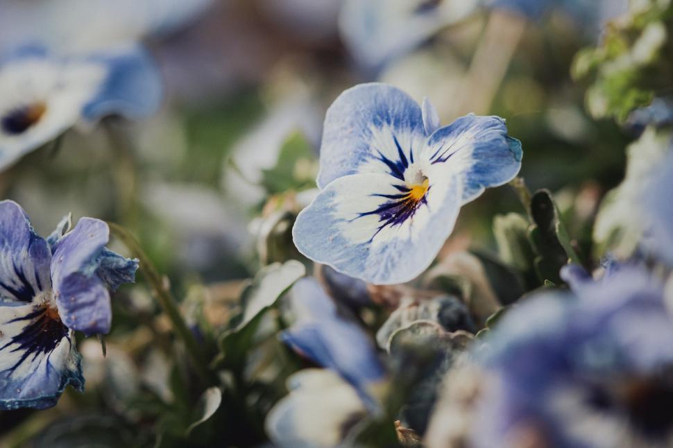 Free Image of Charming blue and white pansies in full bloom among green leaves 