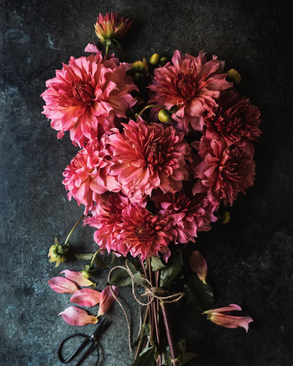 Free Image of Bouquet of vibrant pink dahlias with dark textured background 