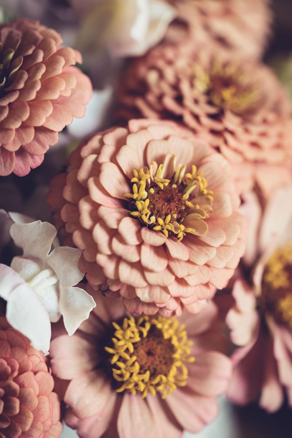 Free Stock Photo of Closeup of pastelcolored zinnia flowers in soft