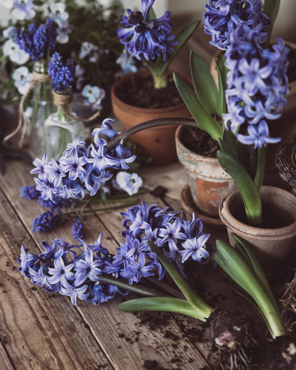 Free Image of Beautiful blue hyacinths and pansies arranged in terracotta pots 