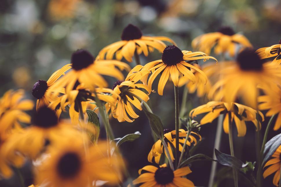 Free Image of Bright black-eyed Susans swaying in the wind on a summer day 