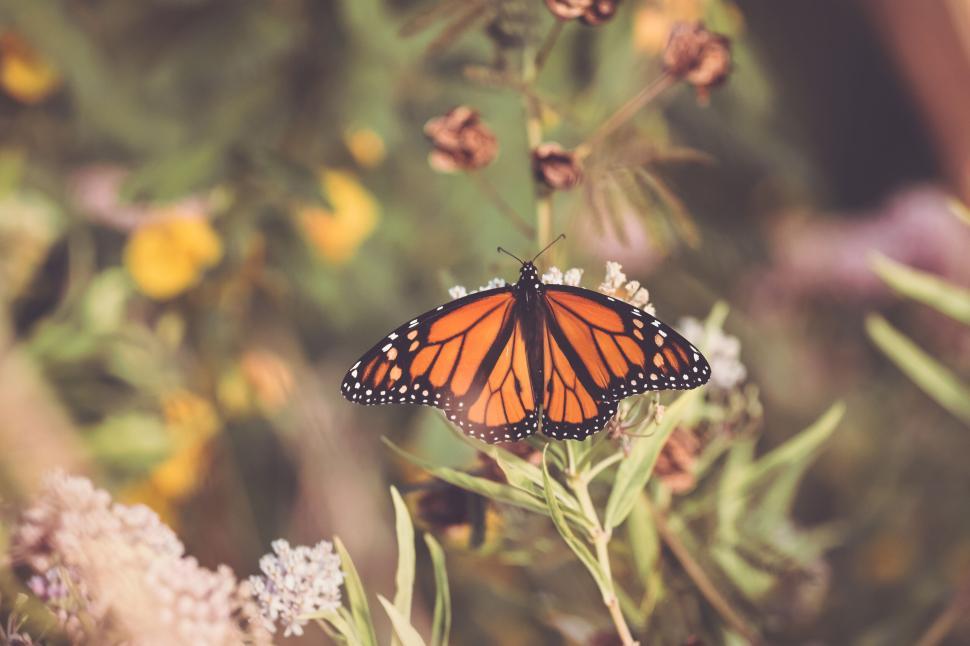 Free Image of Monarch butterfly wings spread open showing vibrant orange hues 